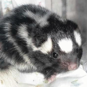 Sloth (USA-2) : I Smell Waaay Better Than Cleveland Public Transportation